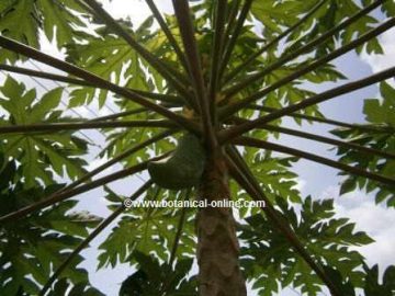 Papaya tree 