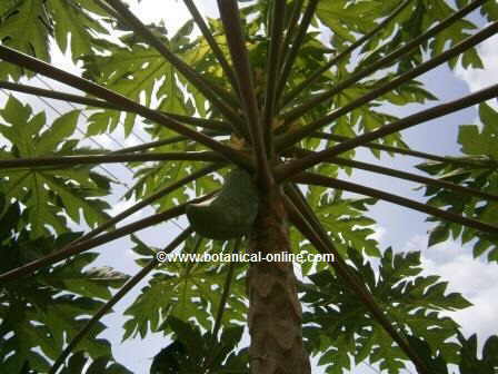 Papaya tree with some fruits