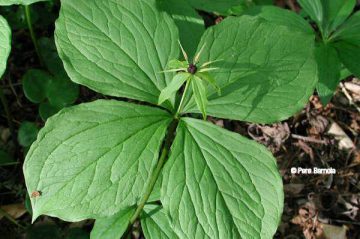 Herb Paris photo