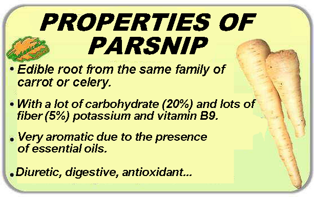 properties of parsnip parsnip sativa