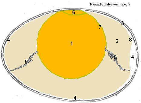 Parts of an egg