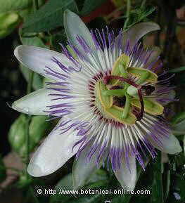 Common passion flower