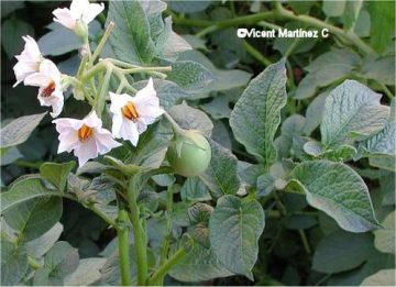 potato plant