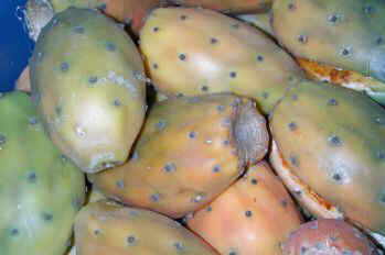 prickly pear peel