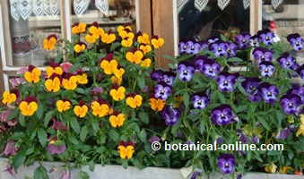 Photo of pansies in a window, very decorative.