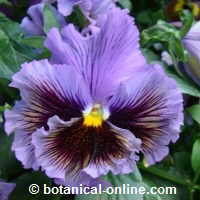 pansy flower