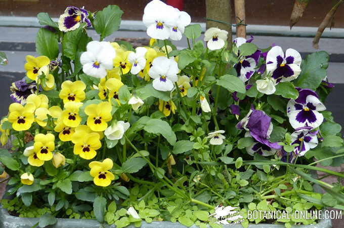 Flower pot with different types of pansies 