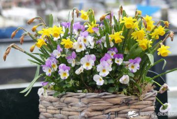 Pansy (Viola spp.) with daffodils in a pot