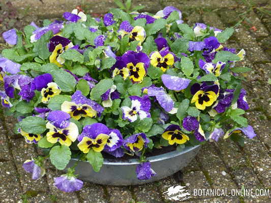 Pansies in pot