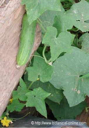 Cucumber plant
