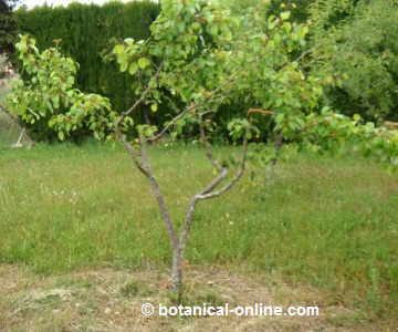 pear tree pears