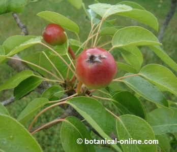 pears fruit