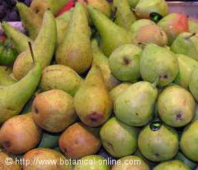 pears