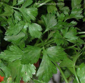 parsley leaves