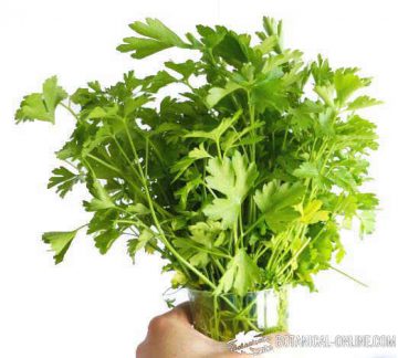 parsley