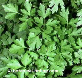 Parsley leaves