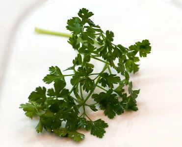 Photo of parsley leaves