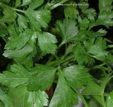 Parsley for halitoisis