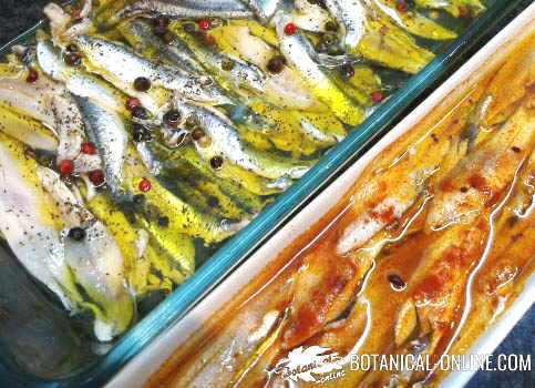 Homemade sardines and anchovies in vinegar