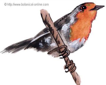 Common robin drawing