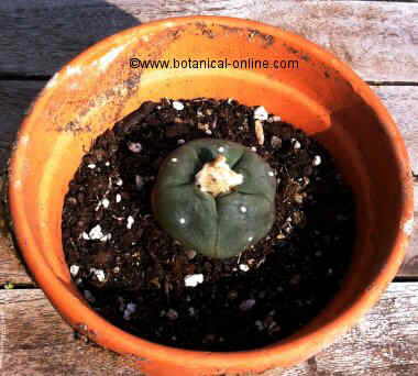 Peyote photo