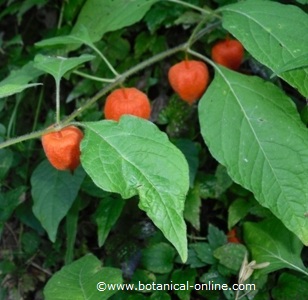 Physalis Alkekengi, where you can observe the opposite paired leaves