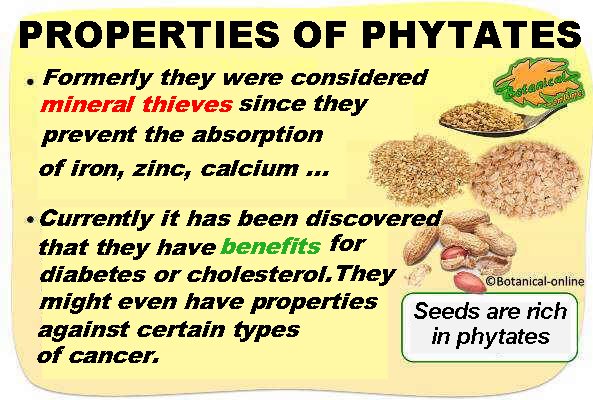 properties of phytates or phytic acid in food