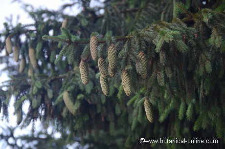 Forest of Scots pine in Norway