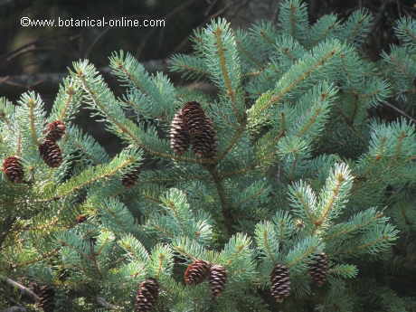 white spruce 