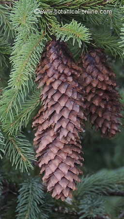 Female flowers of mountain pine