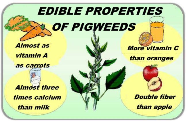 Nutritional properties of pigweed leaves