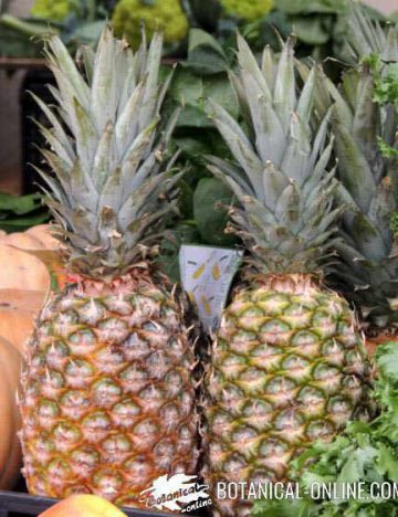 Pineapple