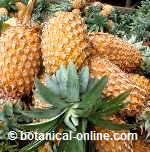 Photo of carob flour and carob beans