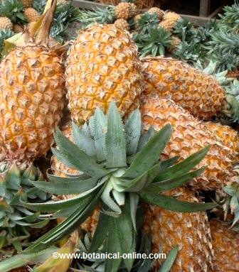 pineapples