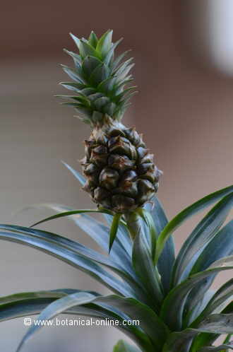 pineapple plant