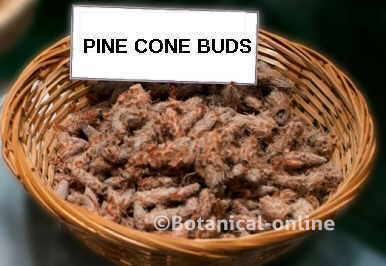 pine buds for tea.