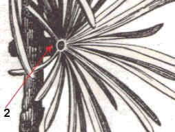 Brachyblasts of Larix decidua 