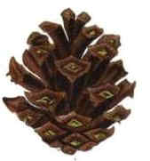 pine cone