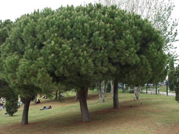 Stone pine aspect of tree