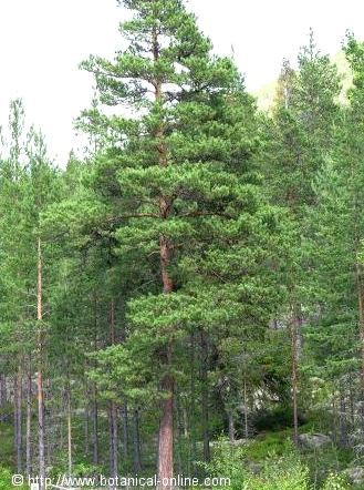 Photo of pine