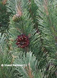 Pine cones and leaves