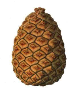 pine cone