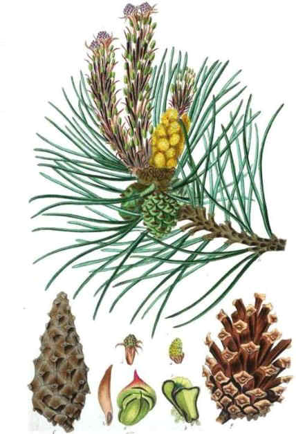 Drawing of Scots pine
