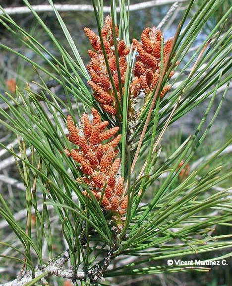 Male flowers of Aleppo pine (Pinus halepensis)