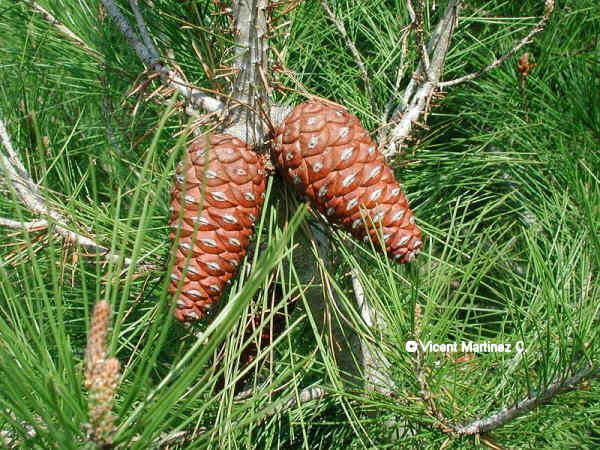 Aleppo pine (Pinus halepensis)