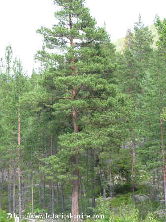 Pinus silvestris 