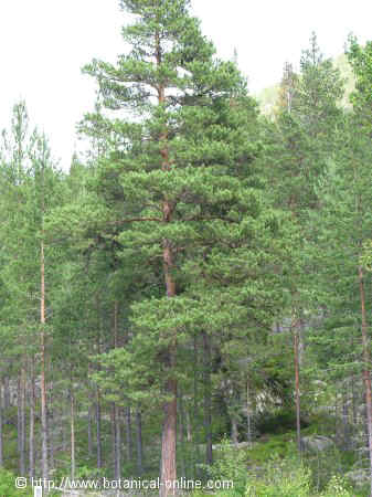 Pinus silvestris