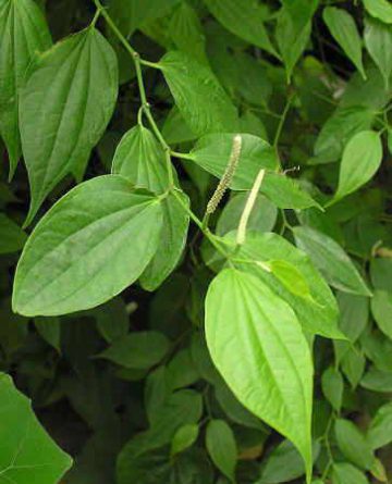 Long pepper