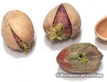 Pistachios mold because of bad conservation