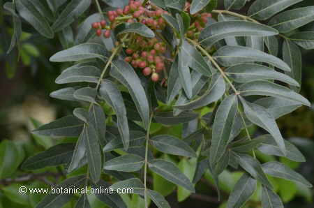 Leaves and fruits of mastic tree